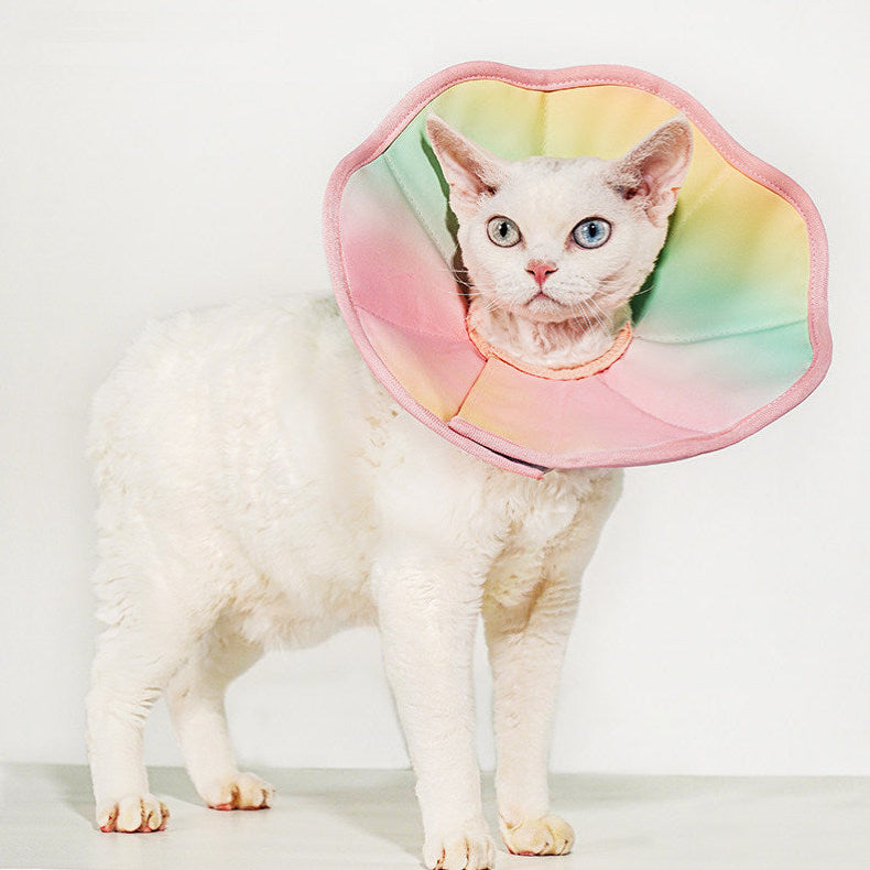 Cat wearing a colorful cone-shaped pet recovery collar on a white background