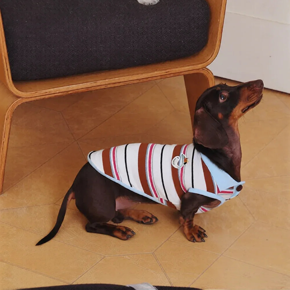 Dachshund wearing a striped shirt standing on a tiled floor next to a chair.