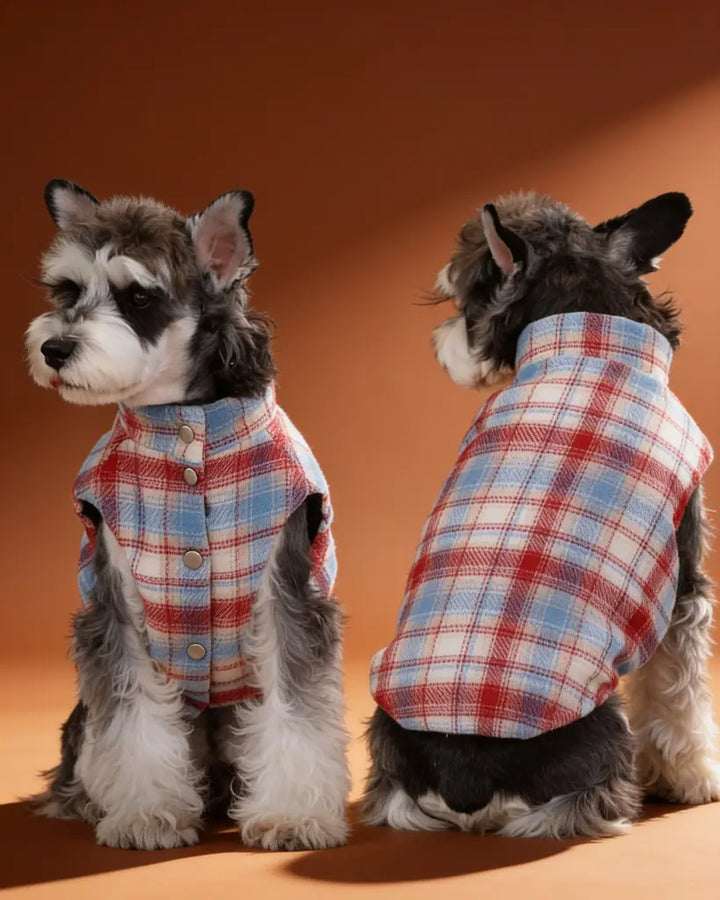 Small Schnauzer wearing a blue and red plaid padded winter dog jacket