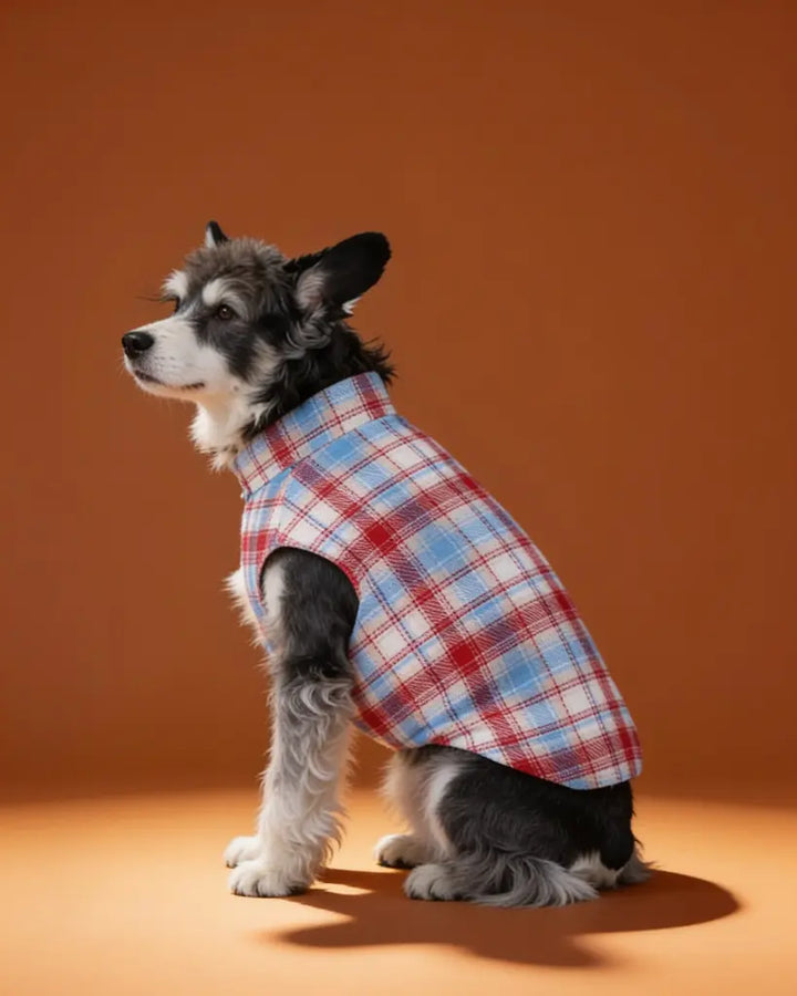 dog wearing a blue and red plaid padded winter dog jacket