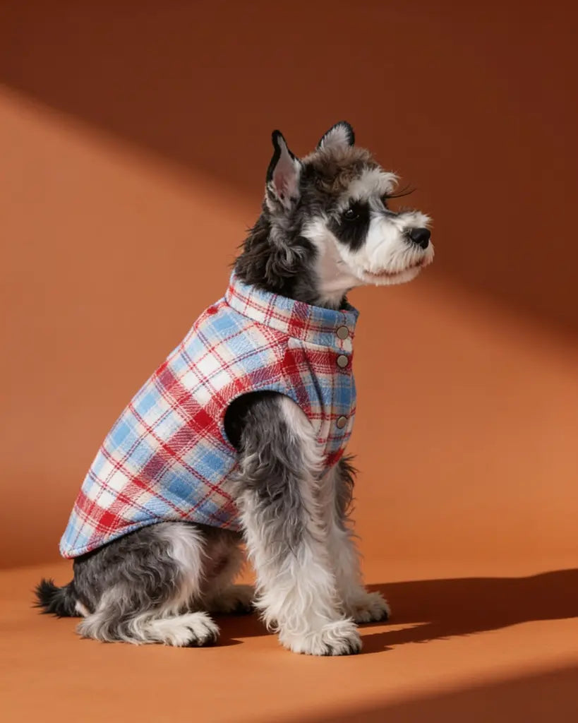 Small Schnauzer wearing a blue and red plaid padded winter dog jacket