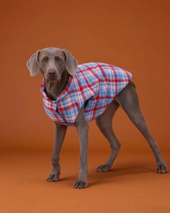 Plaid Scout Padded Windproof Dog Vest Jacket