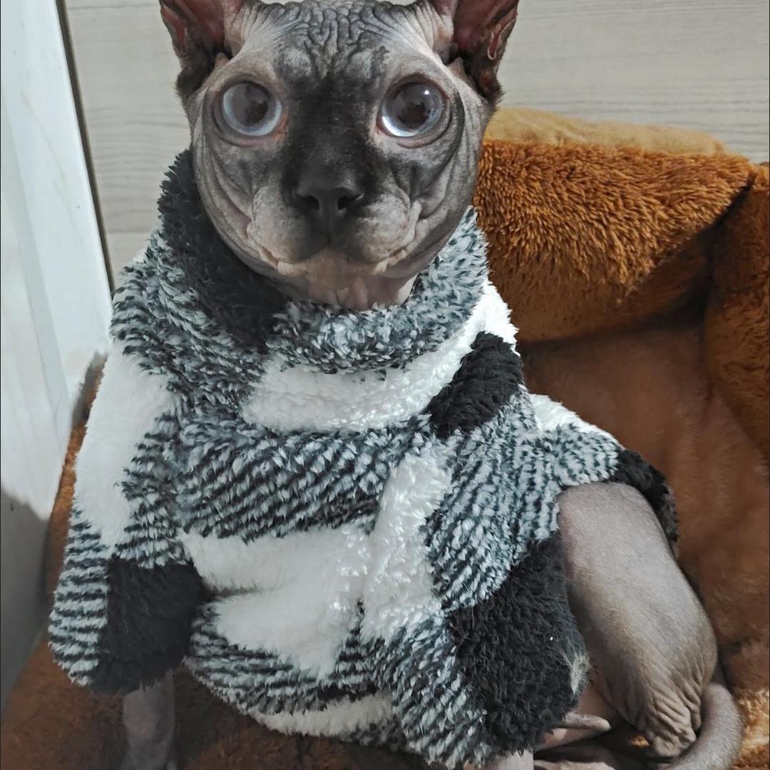 Sphynx Cat Fleece Sweater