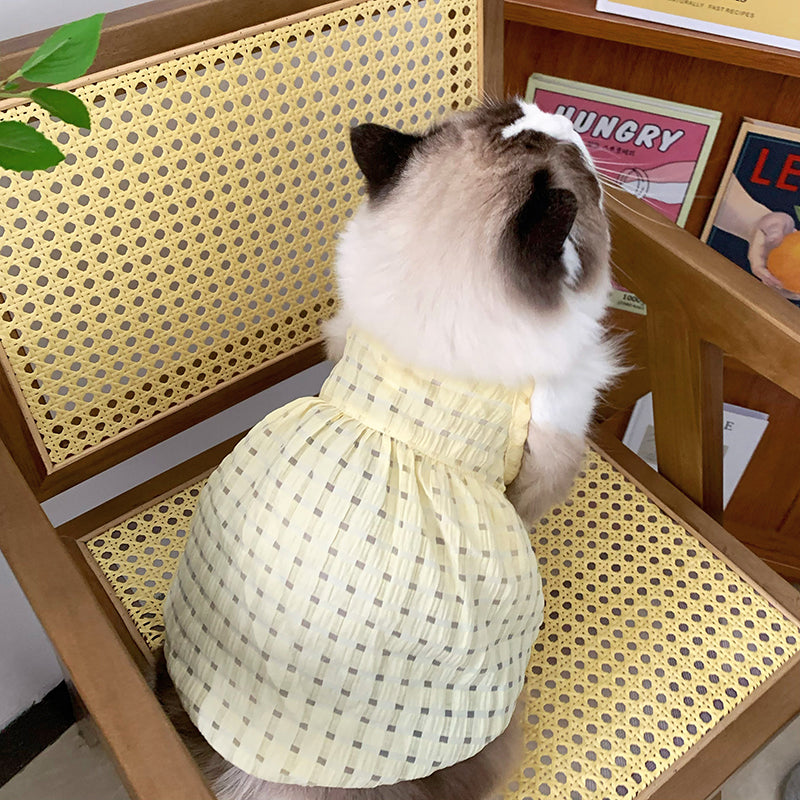 cat wearing cute dress