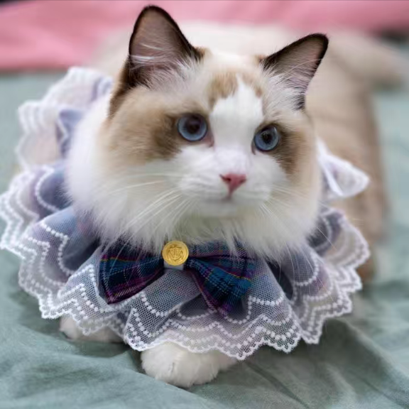 Princess Laced Ribbon Collar