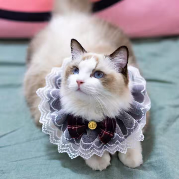 Princess Laced Ribbon Collar