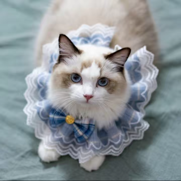 Princess Laced Ribbon Collar