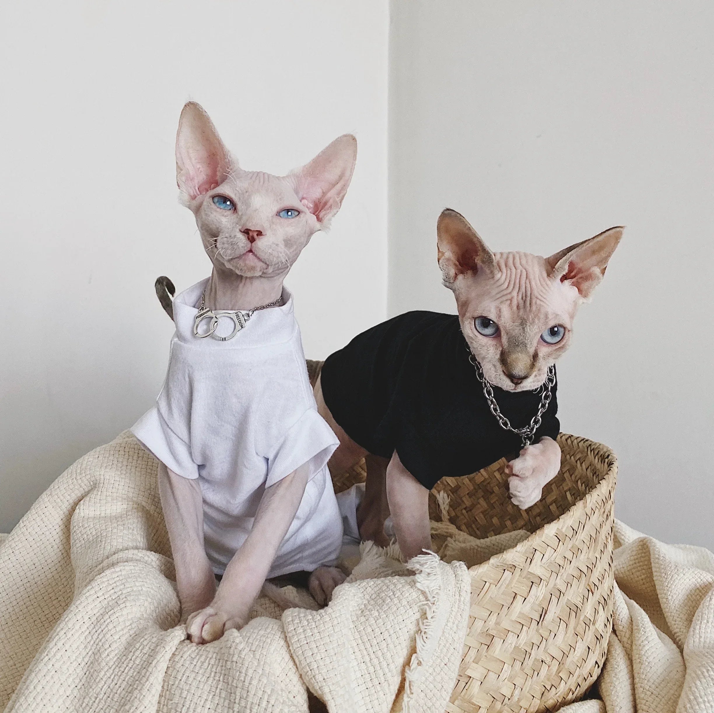 Sphynx Cat Clothes Sphynx Cat Tee Shirt Sphynx Cat Tops Cat & Kitten Tops Cotton Cat t-shirt Cat Clothing Pet Apparel Devon Rex Clothes