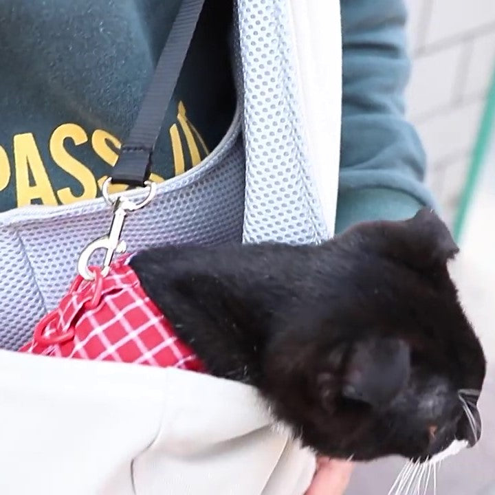 Pet handbag contains pet safety buckle