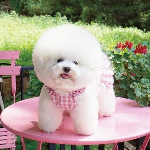 Spring Summer Dog Dress Dog Clothes Pet Dress Spring Dog Dress Puppy Clothes girl Small Dog Clothes