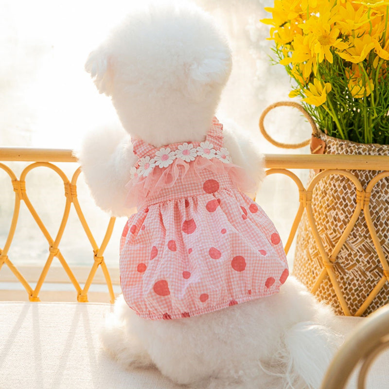 daisy laced polka dot dress for small dog