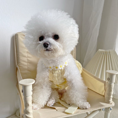cute small dog daisy dress
